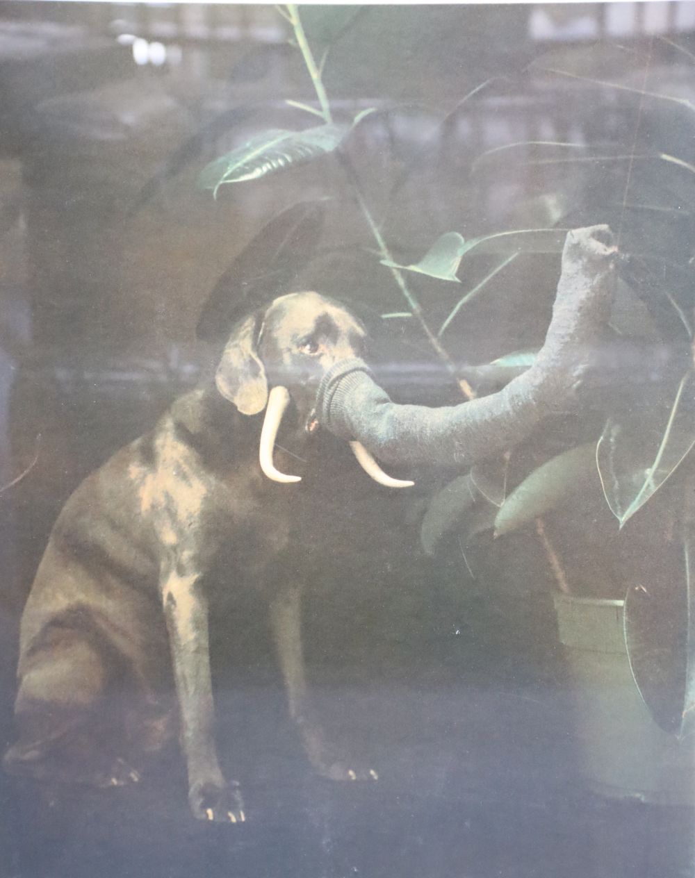 William Wegman (1943-), photographic silk screen, Elephant Dog, signed and dated 1988, 48/96, 73 x 58cm